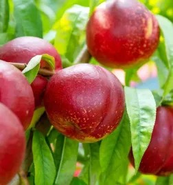 nektarynka-harco-odporna-pyszne-owoce