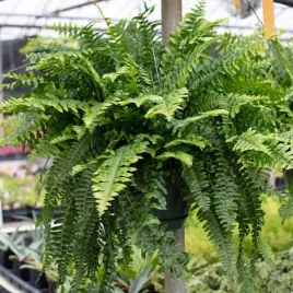 nephrolepis-exaltata-wyniosly-paproc-paprotka-duza