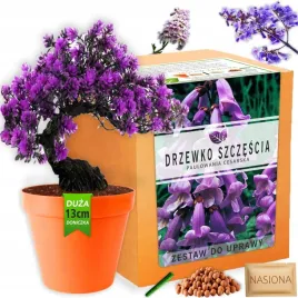 zestaw-do-uprawy-roslin-drzewko-szczescia-bonsai-nasiona-paulownia-cesarska