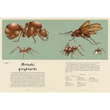 insektarium-muzeum-owadow-stan-nowy