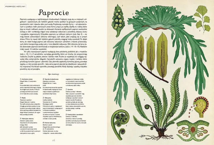 botanicum-muzeum-roslin-wydawca-inny