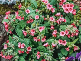 miodunka-redstart-duza-sadzonka-p12-czerwone-kwiaty-do-cienia