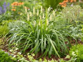 liriope-szafirkowata-monroe-white-duza-sadzonka-p12-biale-kwiaty