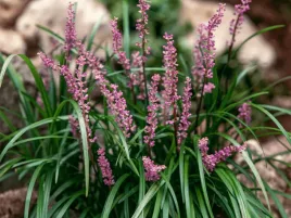 liriope-szafirkowata-big-blue-duza-sadzonka-p12-fioletowe-kwiaty