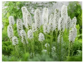 liatra-klosowa-floristan-weiss-sadzonka-p9-biale-kwiaty-bylina-miododajna