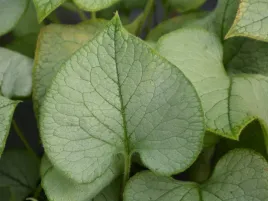 brunera-wielkolistna-looking-glass-p12-blyszczace-liscie-w-ksztalcie-serca