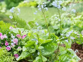 brunera-wielkolistna-emerald-mist-duza-sadzonka-p12-srebrzyste-liscie