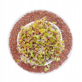 rzodkiewka-china-rose-nasiona-na-kielki-100g