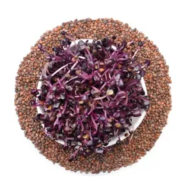 rzodkiewka-red-sango-nasiona-na-kielki-50g