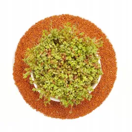 rzezucha-nasiona-na-kielki-kielkownica-100g