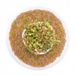 mieszanka-pikantna-100g-nasiona-na-kielki