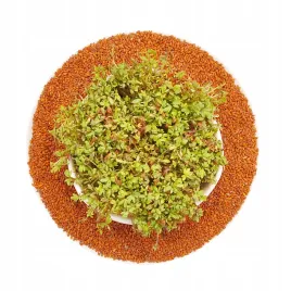 rzezucha-nasiona-na-kielki-kielkownica-500g