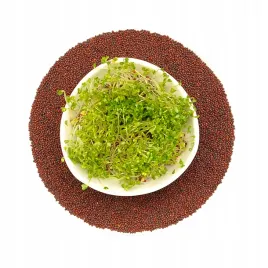 kielki-brokul-nasiona-na-kielki-100g