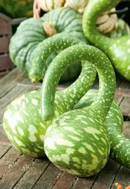 dynia-ozdobna-tykwa-pospolita-cobra-nasiona-premium