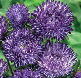 aster-karlowy-contraster-unikatowy-kolor-nasiona
