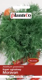 koper-ogrodowy-wielkorotny-zbior-moravan-silnie-krzewiacy-plenny-nasiona-5g