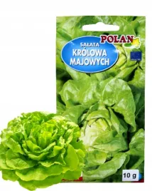 salata-gruntowa-maslowa-glowiasta-krolowa-majowych-10g-plenna-nasiona
