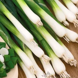 cebula-siedmiolatka-2g-nasiona-warzyw-ekologicznie-zaprawiane