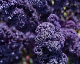 jarmuz-fioletowy-bogaty-w-witaminy-smaczny-odporny-na-mrozy-nasiona