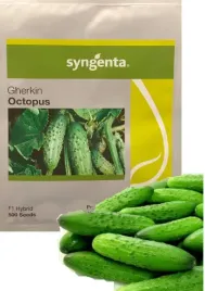 ogorek-octopus-gruntowy-500-nasiona-holenderskie-pakowane-01-2025-rok