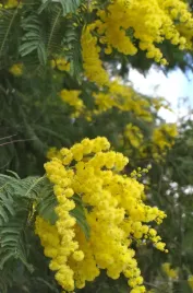 akacja-srebrzysta-mimoza-australijskie-drzewko-nasiona-premium-p-acadea014