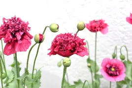 mak-letni-peoniowy-pelny-mieszanka-kolorow-nasiona