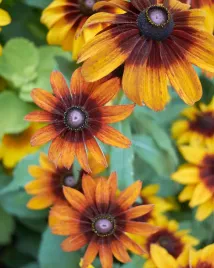 rudbekia-dwubarwna-mieszanka-nasiona-kwiatow