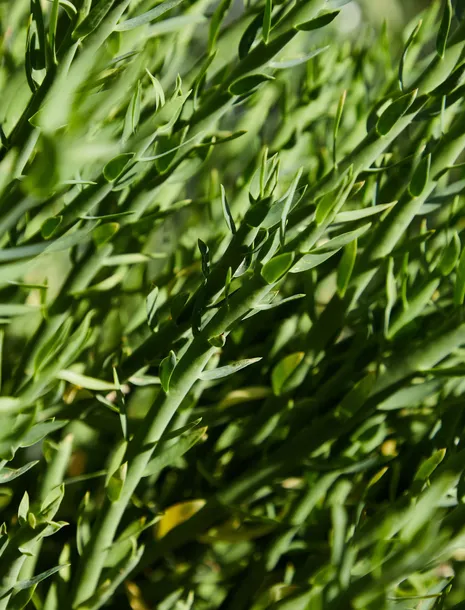 estragon-draganek-nasiona-ziola-waga-z-opakowaniem-0-kg