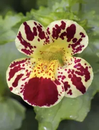 figlarz-kroplik-mieszanka-na-obwodki-i-rabatki-nasiona-kwiatow