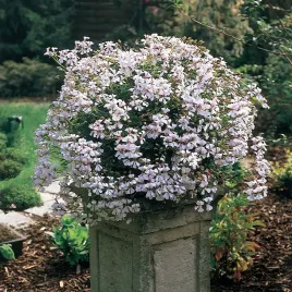 pelargonia-zwisajaca-biala-nasiona-pelargonii-kwiatow-roslin-ozdobnych