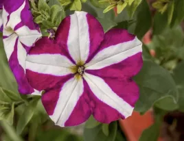 petunia-ogrodowa-dwukolorowa-niska-o-zwartym-pokroju-nasiona-kwiatow