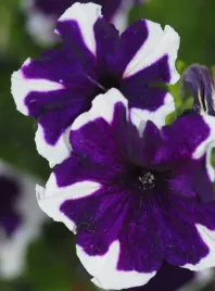 petunia-ogrodowa-iluzja-niebieska-z-biala-obwodka-nasiona-kwiatow