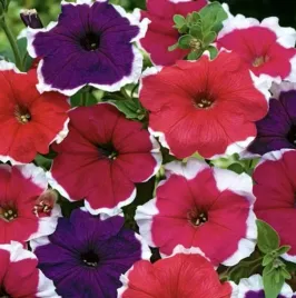 petunia-ogrodowa-iluzja-mieszanka-kolorow-nasiona-kwiatow