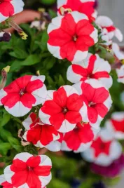 petunia-ogrodowa-iluzja-czerwona-z-biala-obwodka-nasiona-kwiatow