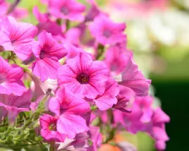 petunia-ogrodowa-niska-rozowa-bajka-nasiona-kwiatow