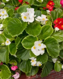 begonia-stale-kwitnaca-biala-zielone-liscie-nasiona-kwiatow