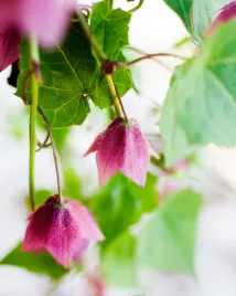 rodochiton-egzotyczne-pnacze-na-tarasy-i-pergole-nasiona