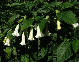 bielun-surmikwiat-datura-biala-nasiona-kwiatow