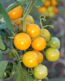 pomidor-koktajlowy-karlowy-niski-zolty-aztek-do-uprawy-doniczkowej-nasiona