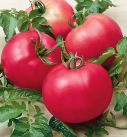 pomidor-karlowy-niski-maliniak-sztywnolodygowy-plenny-odporny-nasiona