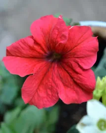 petunia-ogrodowa-niska-czerwona-nasiona-kwiatow