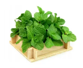 mieta-okraglolistna-wieloletnia-ziolo-nasiona-ziol-przyprawa-do-potraw