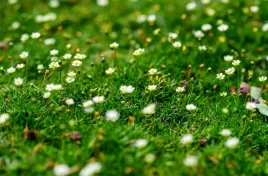 karmnik-oscisty-bylina-mech-zamiast-trawy-nasiona