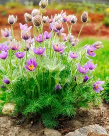 sasanka-zwyczajna-mieszanka-symbol-wiosny-nasiona-kwiatow