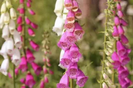 naparstnica-purpurowa-mieszanka-nasiona-kwiatow