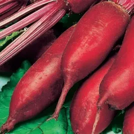 burak-podluzny-cwiklowy-opolski-nasiona-warzyw