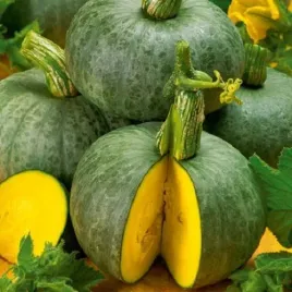 dynia-olbrzymia-ambar-wyjatkowe-owoce-nasiona-warzyw