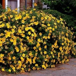 dziurawiec-zwyczajny-ozdobny-leczniczy-nasiona