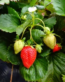 truskawka-do-gruntu-i-donicy-tresca-slodka-odmiana-nasiona