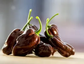 papryka-ostra-czekoladowa-brazowa-habanero-nasiona